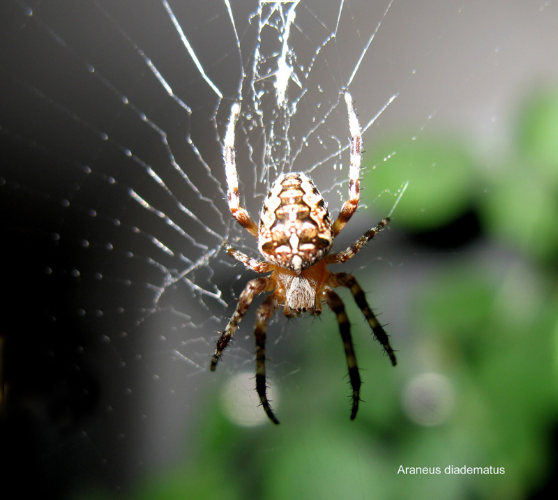 Araneus diadematus #17829