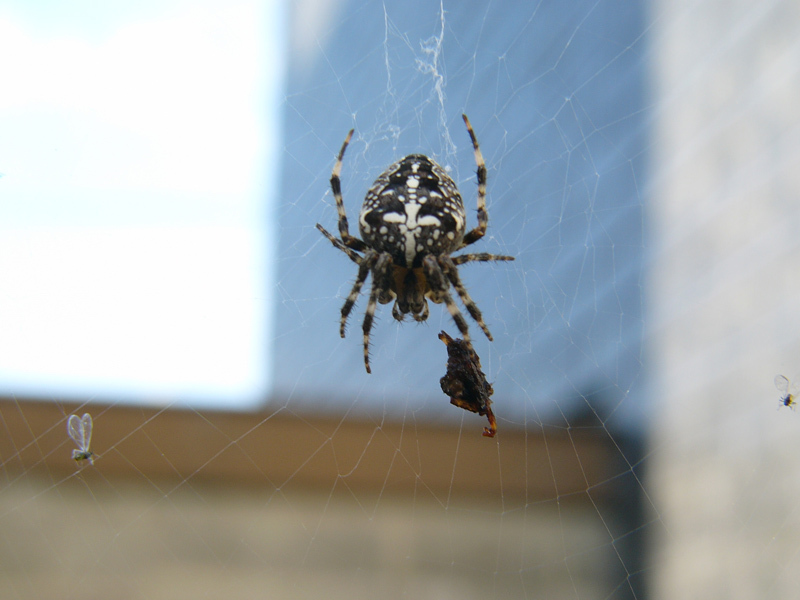 Araneus diadematus (Epeire diadème) - araignée #203