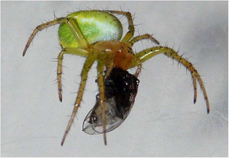 Araniella cucurbitina - Araneidae ( araignée-courge ) #5435