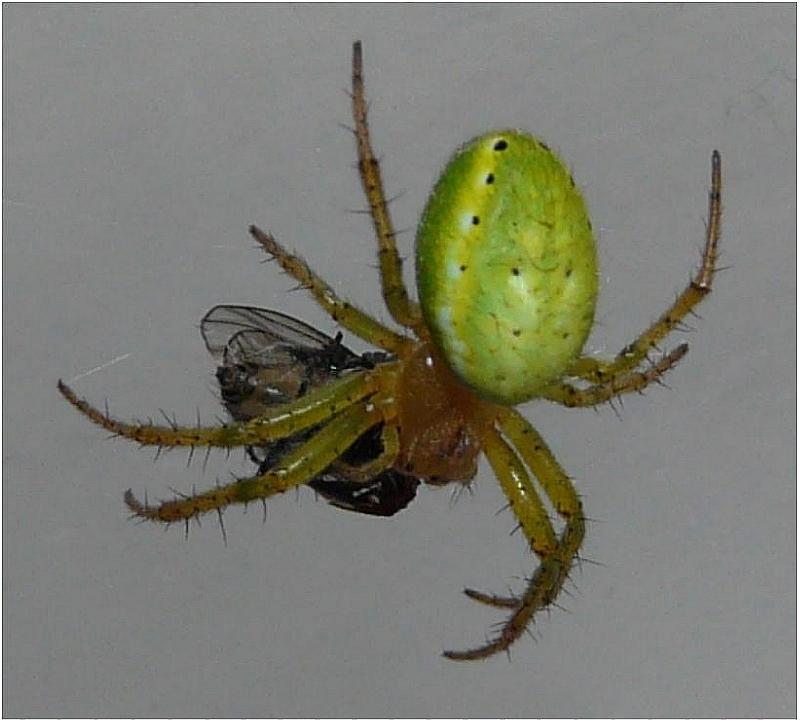 Araniella cucurbitina - Araneidae ( araignée-courge ) #5436