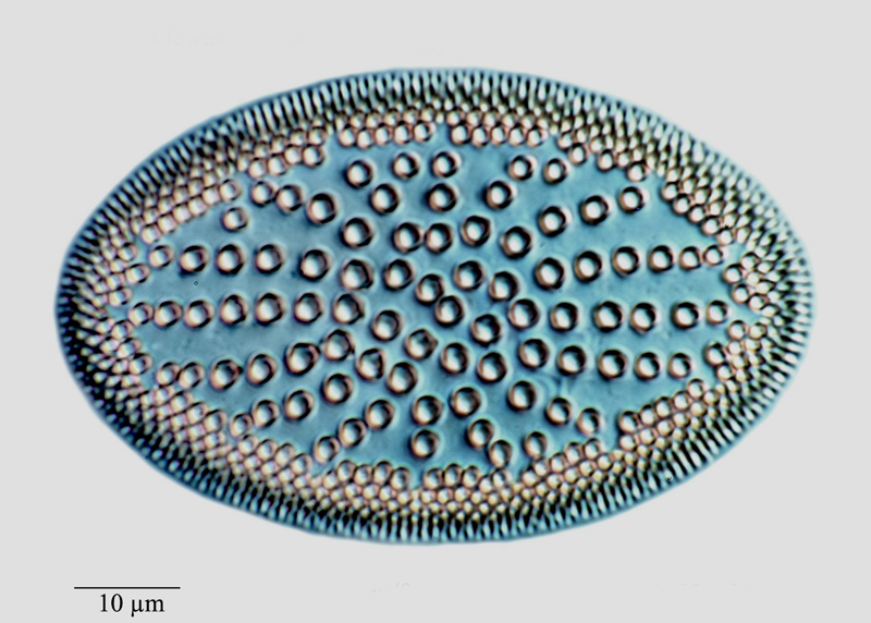 Araniscus umbonatus #70347