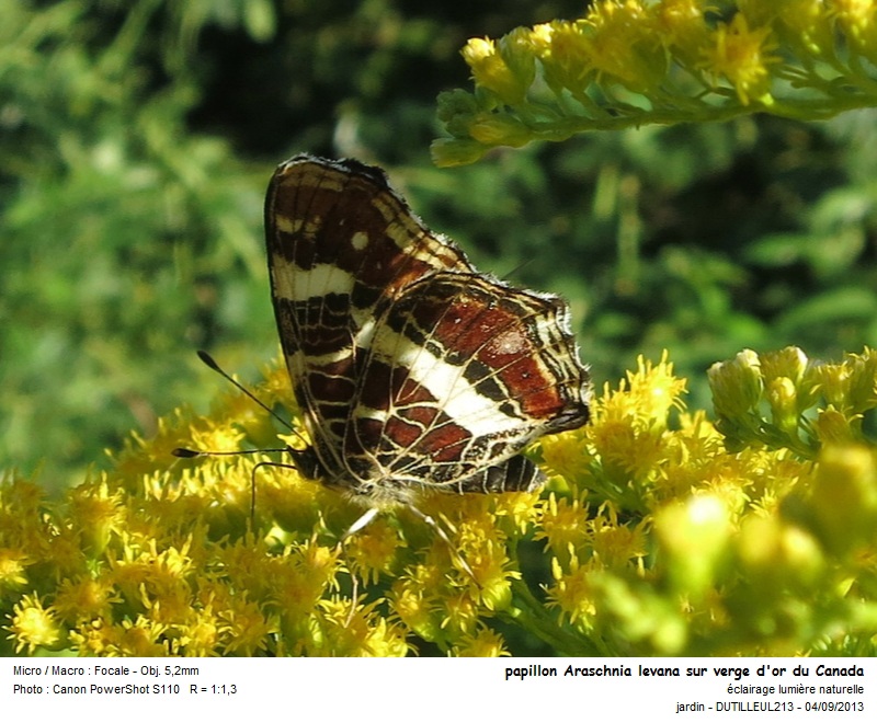 Araschnia levana #33637