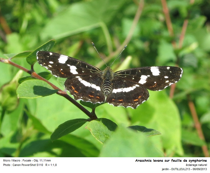 Araschnia levana #33634