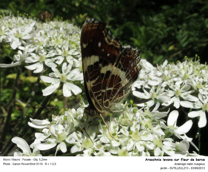 Araschnia levana #33635