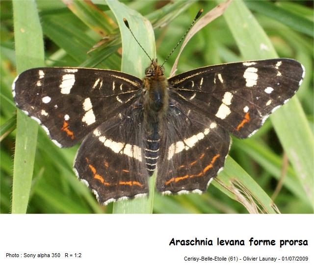 Araschnia levana (L. 1758) - La Carte Géographique #21427