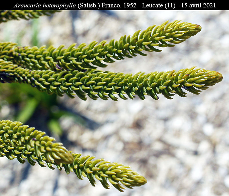 Araucaria heterophylla #68548