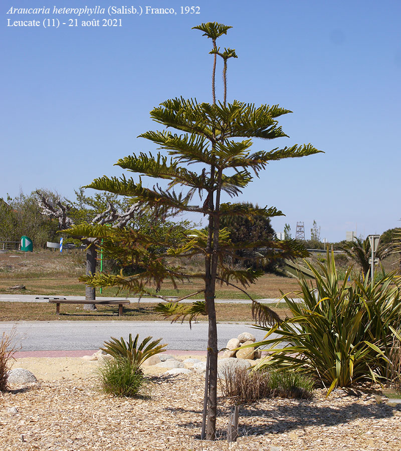 Araucaria heterophylla #68546