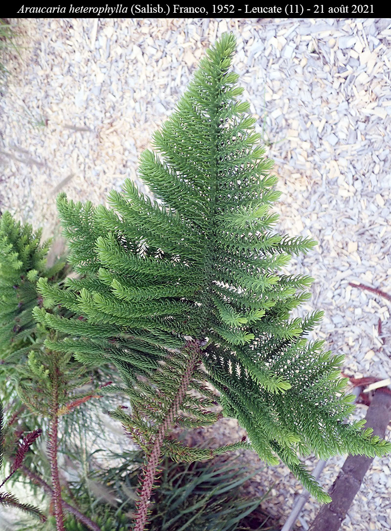 Araucaria heterophylla #68547
