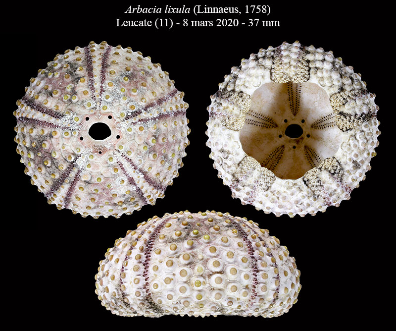 Arbacia lixula #62905