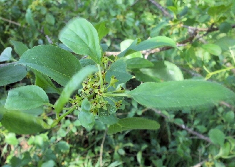 Arbuste Rhamnus cathartica- Nerpun officinal #70452