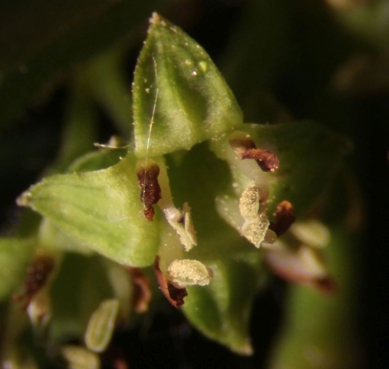 Arbuste Rhamnus cathartica- Nerpun officinal #70450