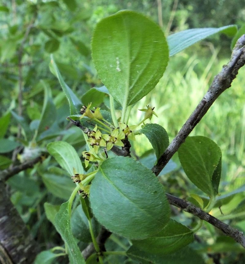 Arbuste Rhamnus cathartica- Nerpun officinal #70449