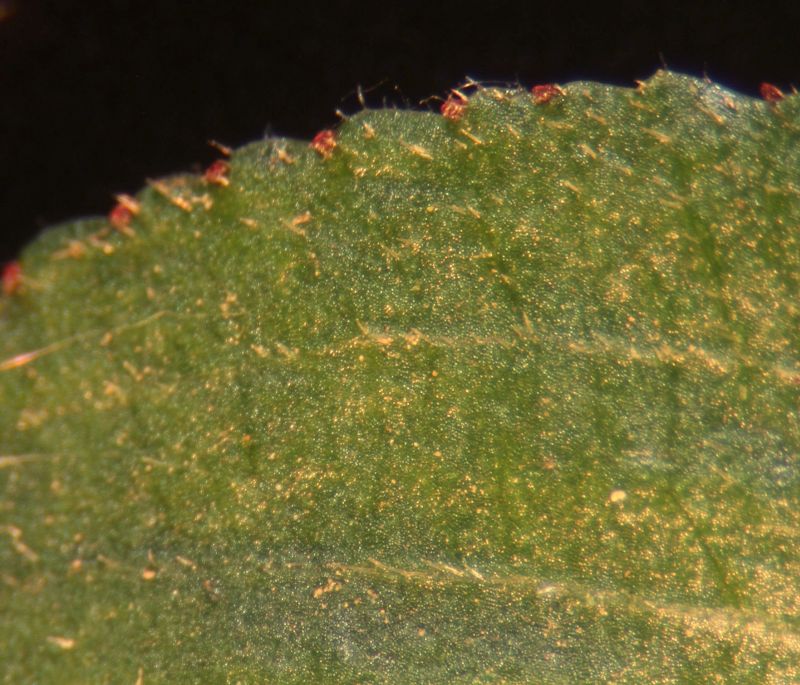 Arbuste Rhamnus cathartica- Nerpun officinal #70451