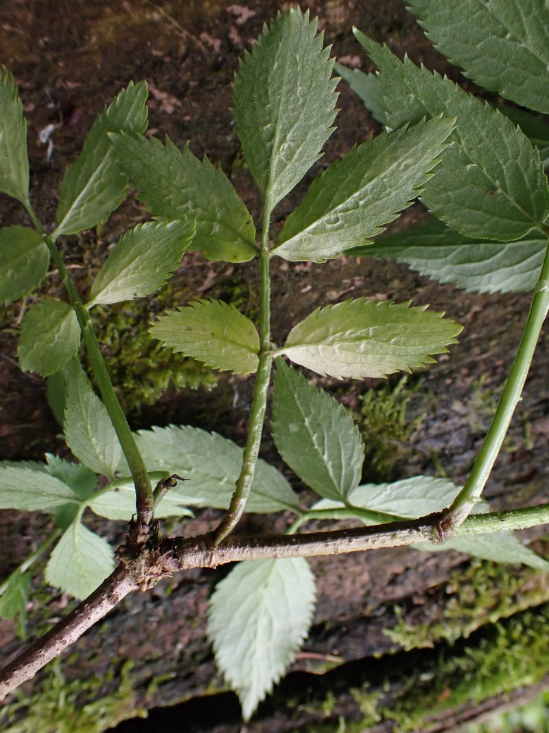 Arbuste Sambucus nigra L. Sureau noir #78960