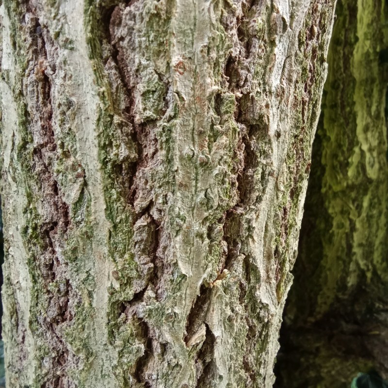 Arbuste Sambucus nigra L. Sureau noir #78968