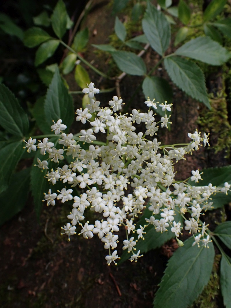 Arbuste Sambucus nigra L. Sureau noir #78961
