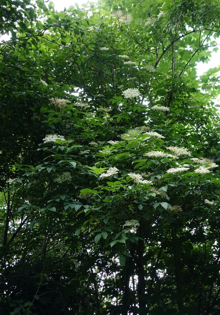 Arbuste Sambucus nigra L. Sureau noir #78959