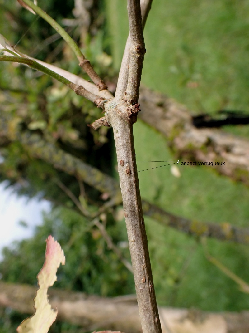 Arbuste Sambucus nigra L. Sureau noir #78965