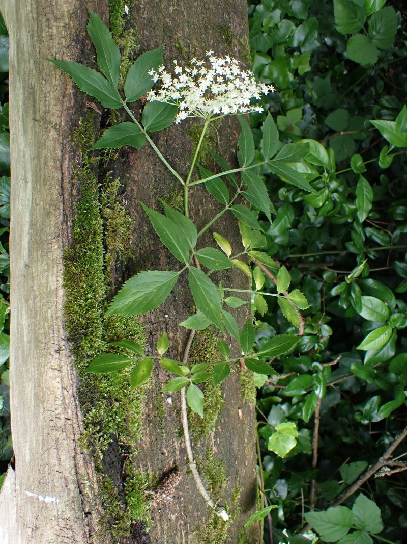 Arbuste Sambucus nigra L. Sureau noir #78964