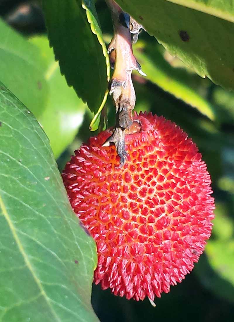 Arbutus unedo #52946