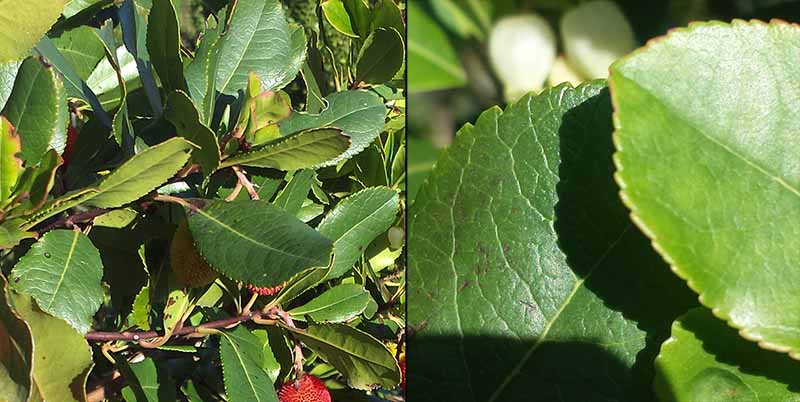 Arbutus unedo Linné, 1753 #47928
