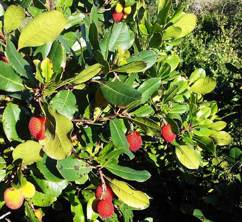Arbutus unedo Linné, 1753 #47931