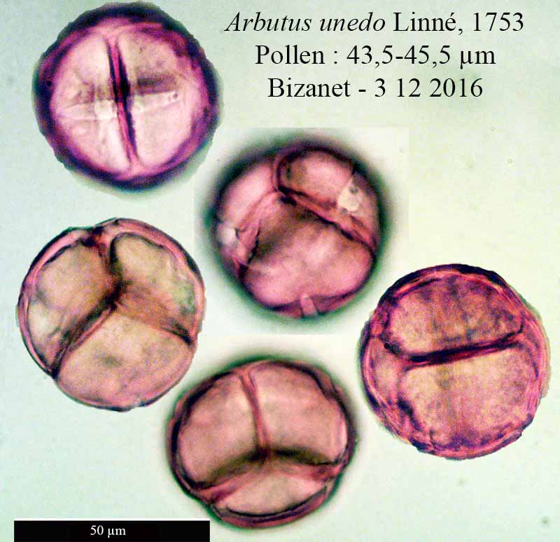 Arbutus unedo Linné, 1753 #47934