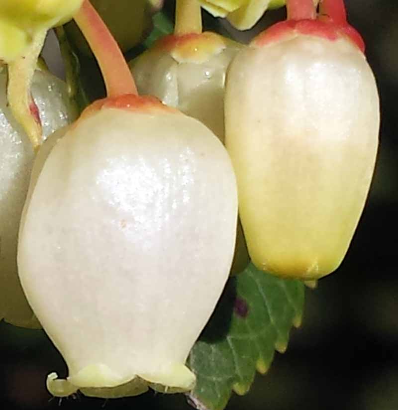 Arbutus unedo Linné, 1753 #47930