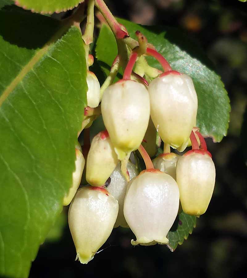 Arbutus unedo Linné, 1753 #47929