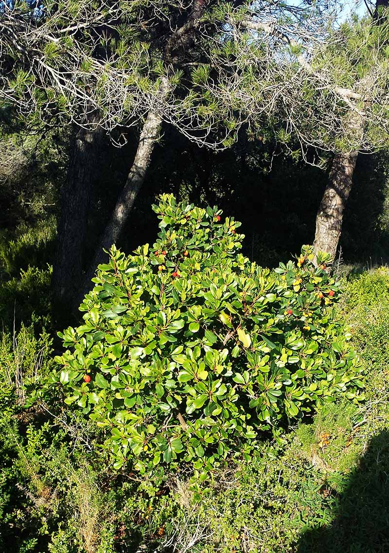 Arbutus unedo Linné, 1753 #47927
