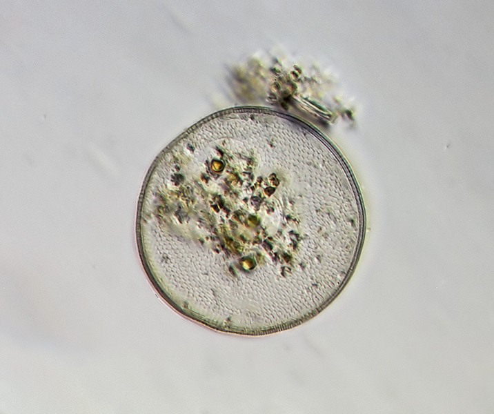 Arcella #39503