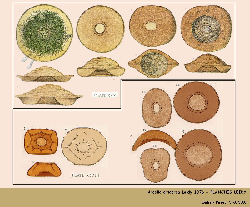 Arcella artocrea Leidy, 1876 #4988