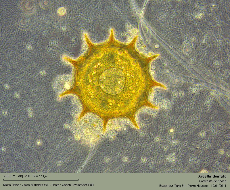 Arcella dentata (amibe à thèque) #20218