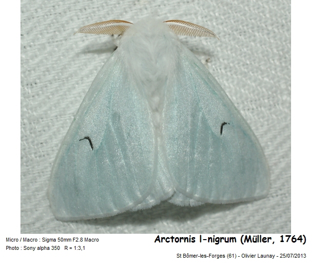 Arctornis l-nigrum (Müller, 1764) - le L noir #43417