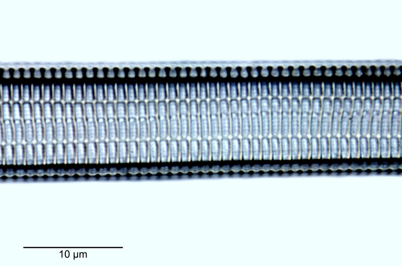 Ardissonea formosa #48629