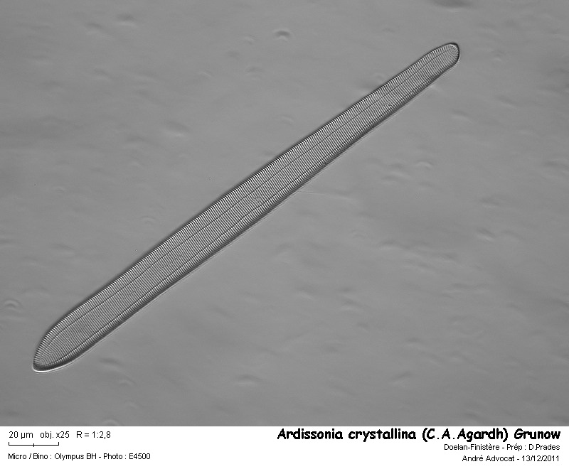 Ardissonia crystallina (C.A.Agardh) Grunow #35482