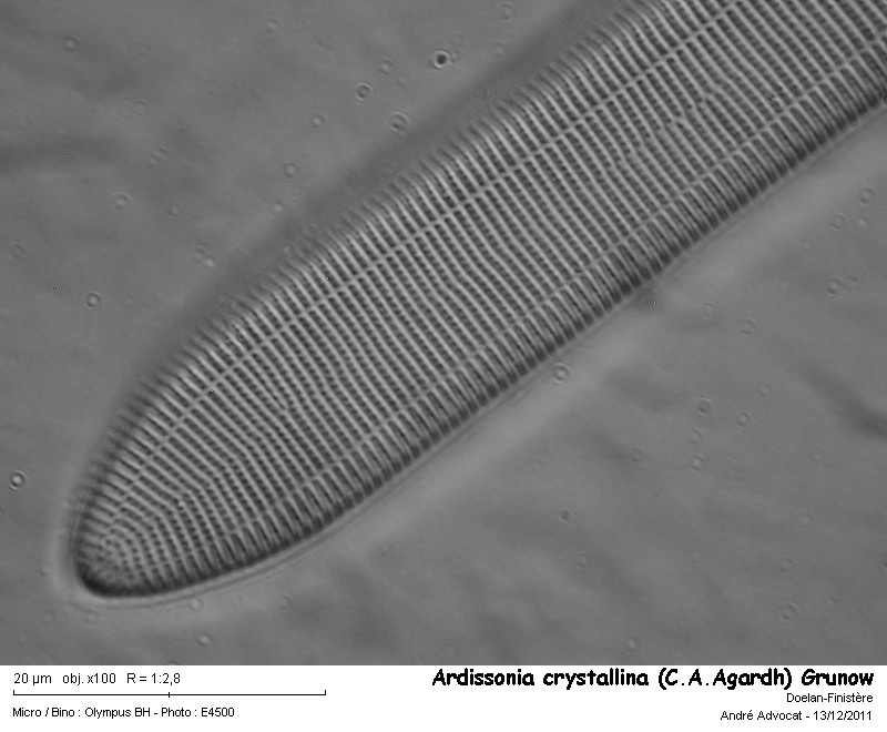 Ardissonia crystallina (C.A.Agardh) Grunow #35484