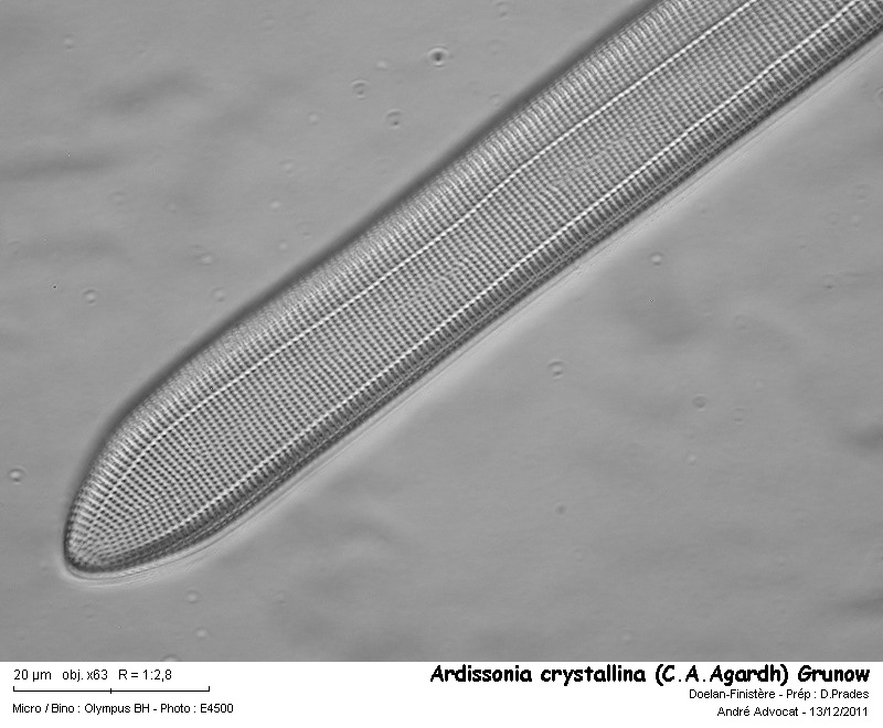 Ardissonia crystallina (C.A.Agardh) Grunow #35483