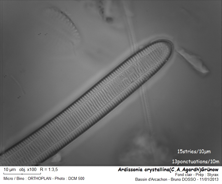 Ardissonia crystallina(C.A.Agardh)Grünow #29522