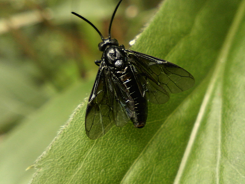 Arge sp #33659