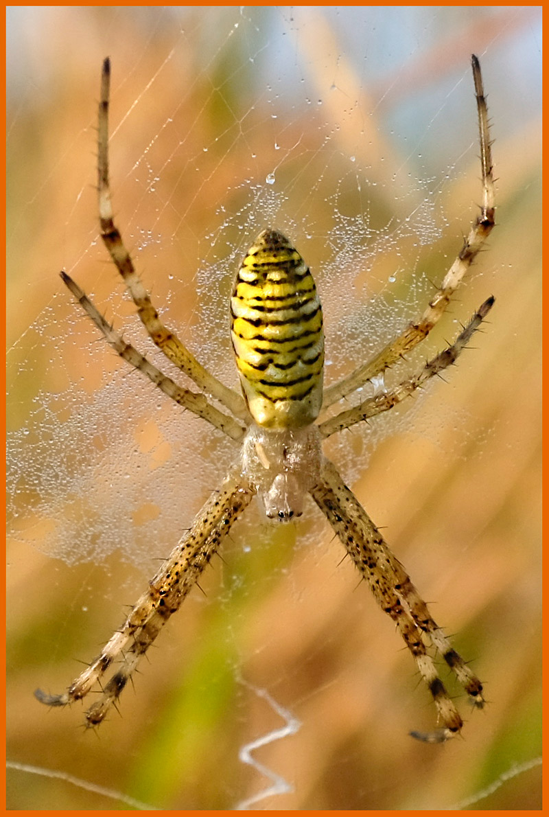 Argiope #32779
