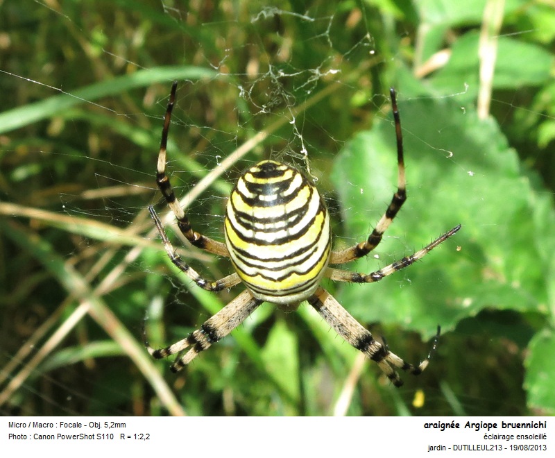 Argiope bruennichi -Epeire fasciée #33376