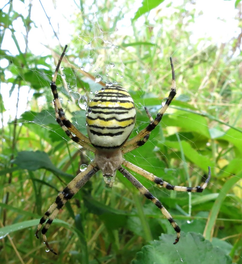 Argiope bruennichi -Epeire fasciée #33381