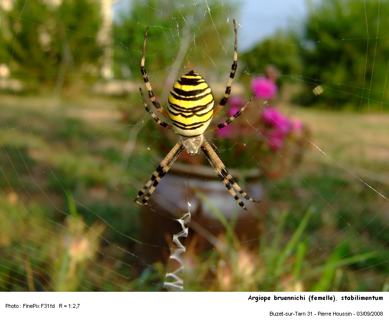 Argiope bruennichi (femelle), toile avec stabilimentum #5757