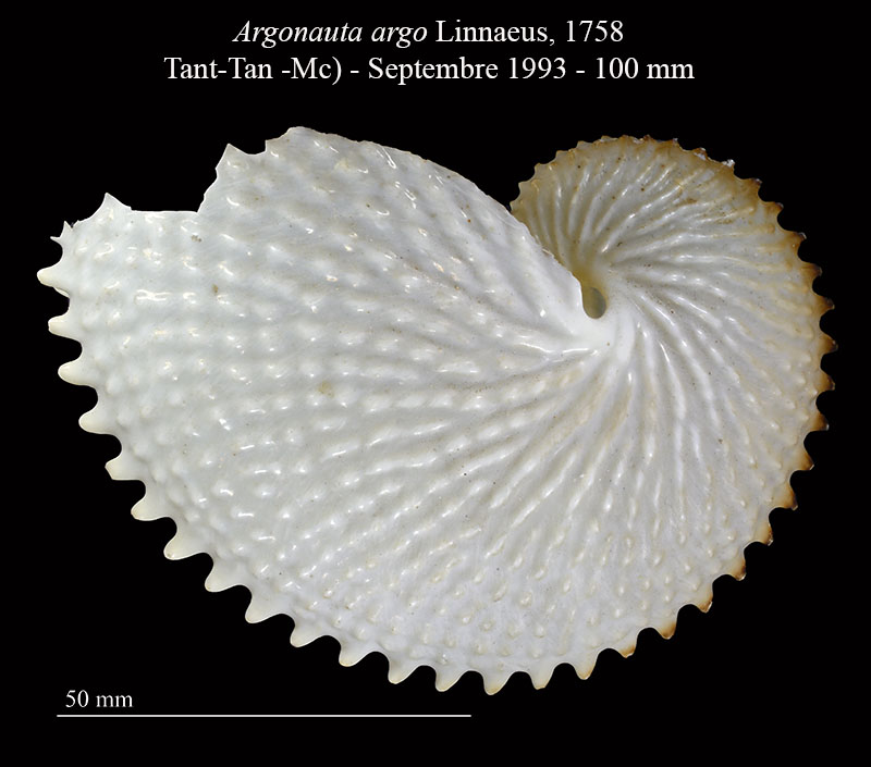 Argonauta argo #63523