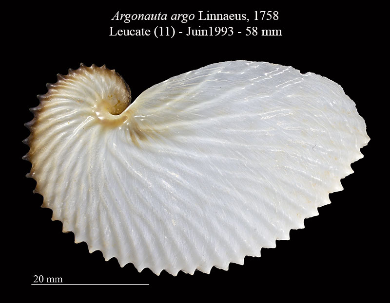 Argonauta argo #63521