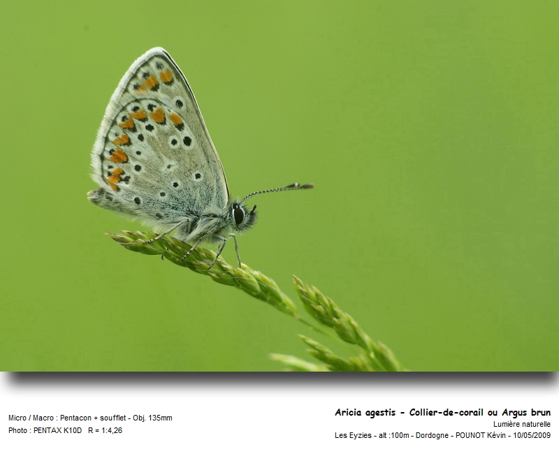 Aricia agestis - Collier-de-corail ou Argus brun #27156