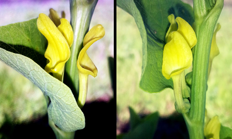 Aristolochia clematitis #52919