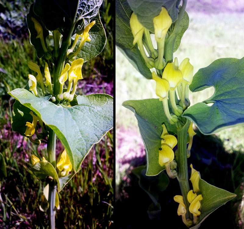 Aristolochia clematitis #52918