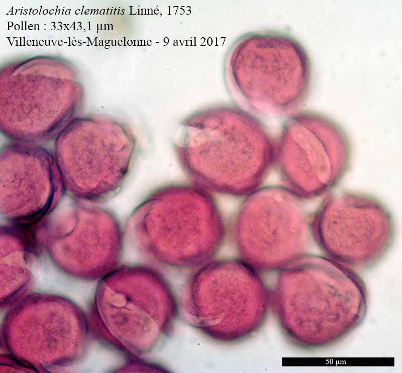 Aristolochia clematitis #52922